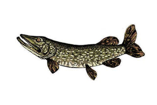 Northern Pike Freshwater  Fish Decal