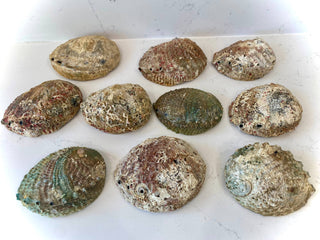 Abalone Shell Smudge Bowls (Large)