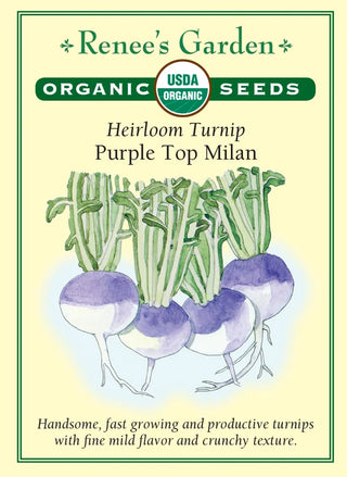 Heirloom Turnip - Purple Top Milan Organic