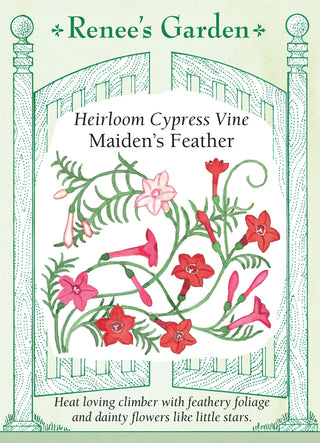 Heirloom Cypress Vine - Maiden's Feather