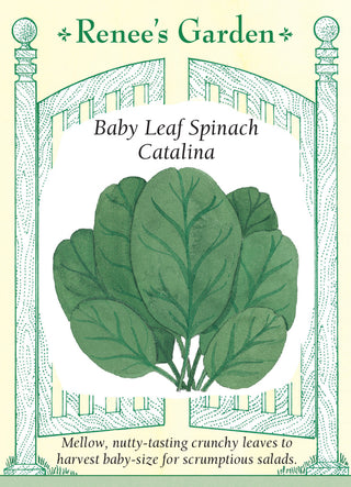 Baby Leaf Spinach - Catalina