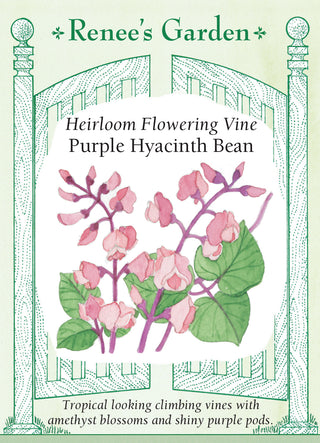 Heirloom Flowering Vine - Purple Hyacinth Bean