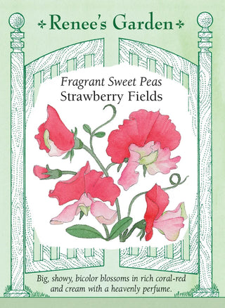 Fragrant Sweet Peas - Strawberry Fields