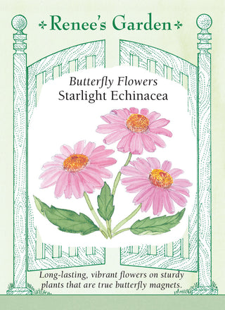 Butterfly Flowers  Starlight Echinacea