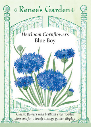 Heirloom Cornflowers - Blue Boy