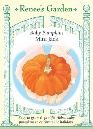 Baby Pumpkins - Mini Jack