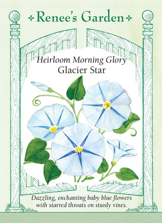 Heirloom Morning Glory - Glacier Star