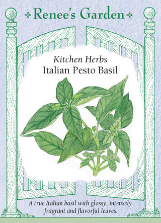 Kitchen Herbs - Italian Pesto Basil