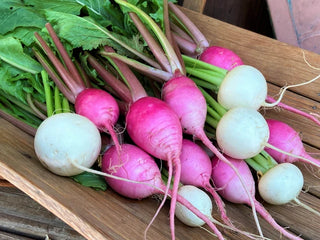 Baby Turnips - Pastel Duo
