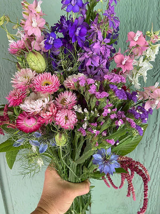 Pollinator Flowers - Everlasting Beauty Mix