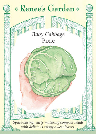 Baby Cabbage - Pixie