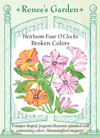 Heirloom Four O'Clocks - Broken Colors