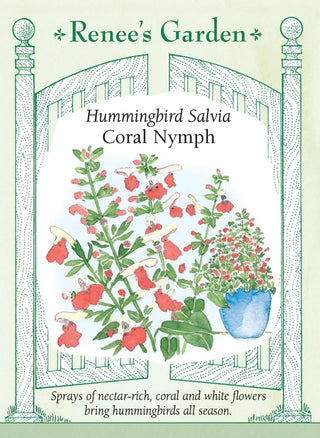 Hummingbird Salvia - Coral Nymph