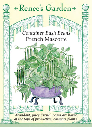 Container Bush Beans - French Mascotte