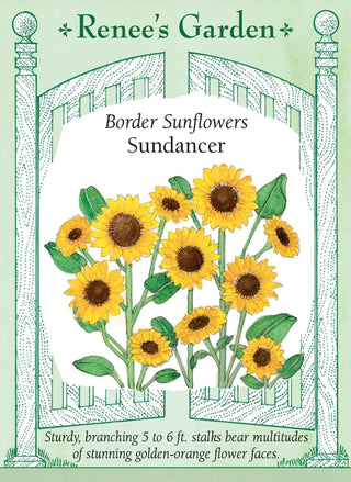 Border Sunflowers - Sundancer
