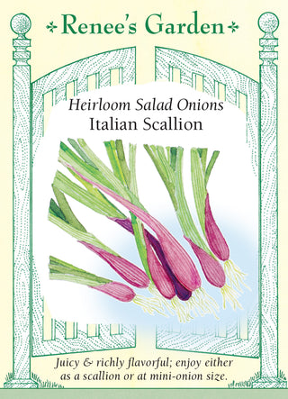 Heirloom Salad Onions - Italian Scallion