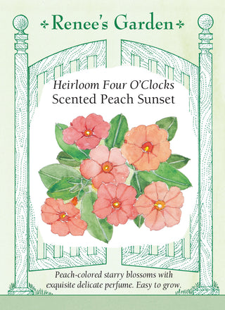 Hummingbird Four O’Clocks - Scented Peach Sunset