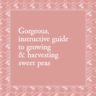Sweet Pea School