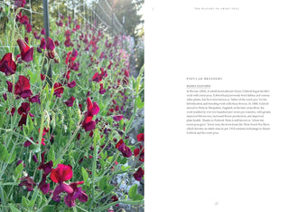 Sweet Pea School