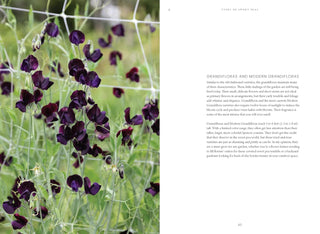 Sweet Pea School