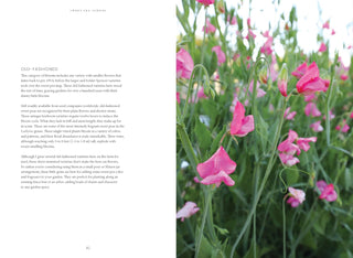 Sweet Pea School