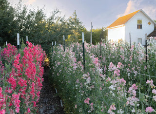 Sweet Pea School