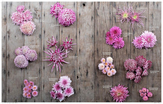 Floret Farm's A Year In Flowers