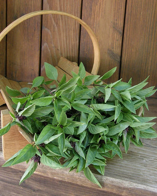 True Thai Basil - Queenette