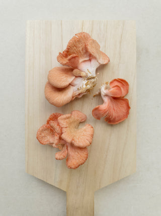 Pink Oyster Mushroom Grow-At-Home Kit