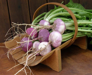Heirloom Turnip - Purple Top Milan Organic