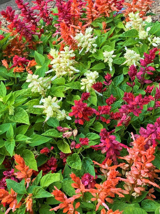 Hummingbird Salvia - Firelight Mix