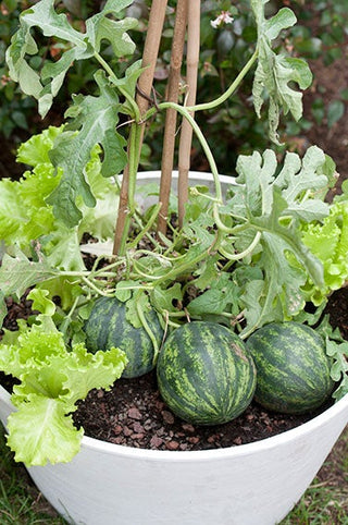Watermelons - Watermelon Personal Mini Love