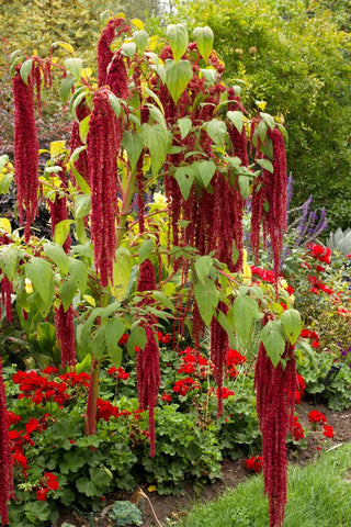 Heirloom Amaranth - Love Lies Bleeding