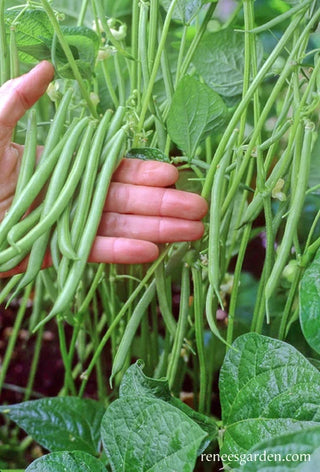 Bush French Filet Beans -  Rolande