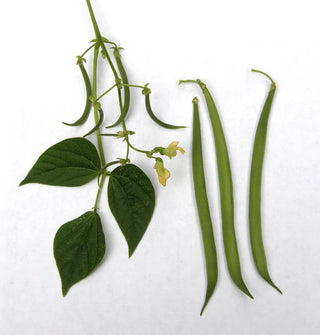 Container Bush Beans - French Mascotte