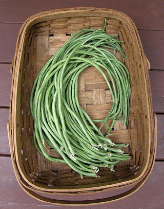 Pole Beans - Yard Long Noodle King