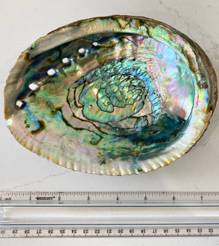 Abalone Shell Smudge Bowls (Large)