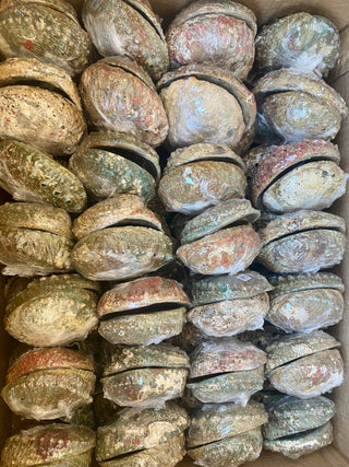 Abalone Shell Smudge Bowls (Medium Shallow)