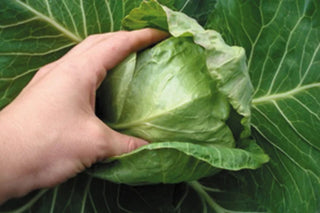 Baby Cabbage - Pixie