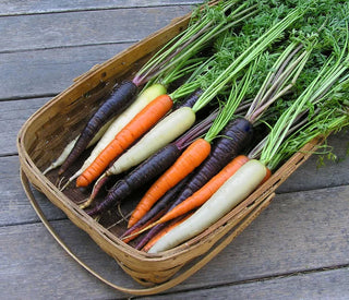Tricolor Carrots - Circus Circus