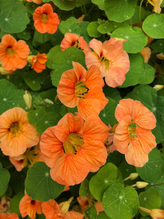 Hummingbird Nasturtiums - Creamsicle