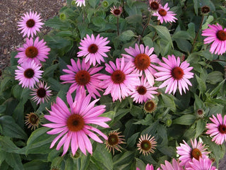 Butterfly Flowers  Starlight Echinacea