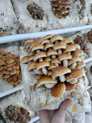 Chestnut Mushroom Grow-at-Home Kit