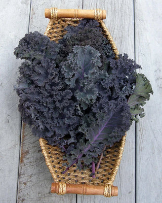 Gourmet Kale - Purple Moon Organic