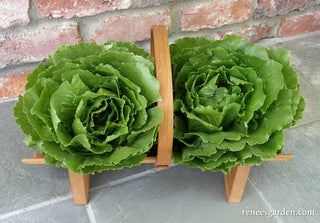 Crisphead Lettuce - Queen of Crunch