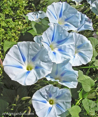 Heirloom Morning Glory - Glacier Star