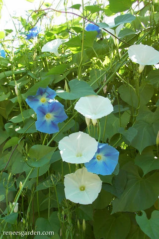 Heirloom Morning Glory - Mailbox Mix