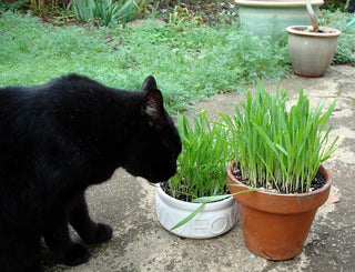 Container Cat Treats - Gourmet Mixed Greens