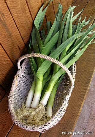 German Leeks - Striesen Organic