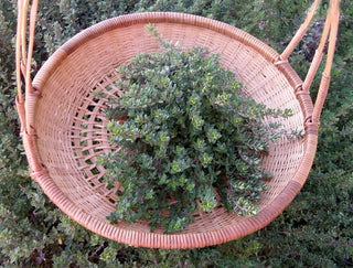 Heirloom - English Thyme Organic